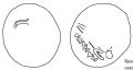 Thumbnail for version as of 11:29, 31 July 2023